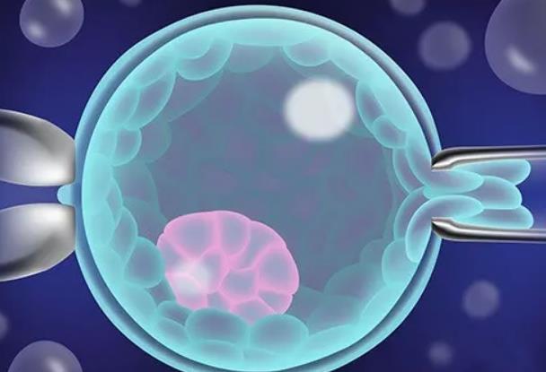 试管移植中等胚胎的成功率不低，中等胚胎也有较好的活力