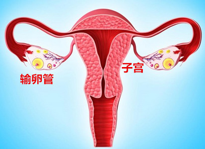 备孕二胎看过来，2024年广州做试管婴儿费用清单