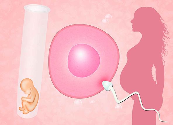 很多人说做试管婴儿鲜胚必须一次性移植两个是真的吗