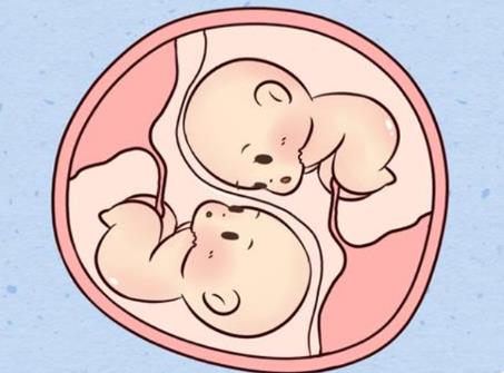 试管婴儿拮抗剂方案促排一般能取到几个优质的卵泡