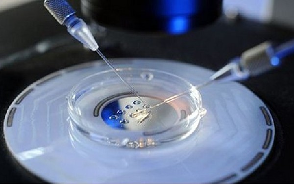 美国命试管婴儿中心冻胚鲜胚移植成功率在这里